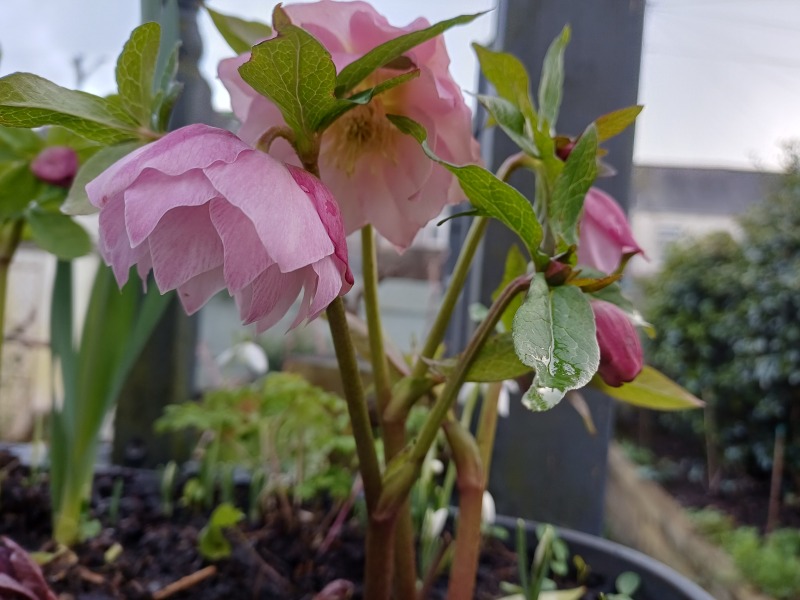 What are you up to today if you have a chronic illness? Thread 5