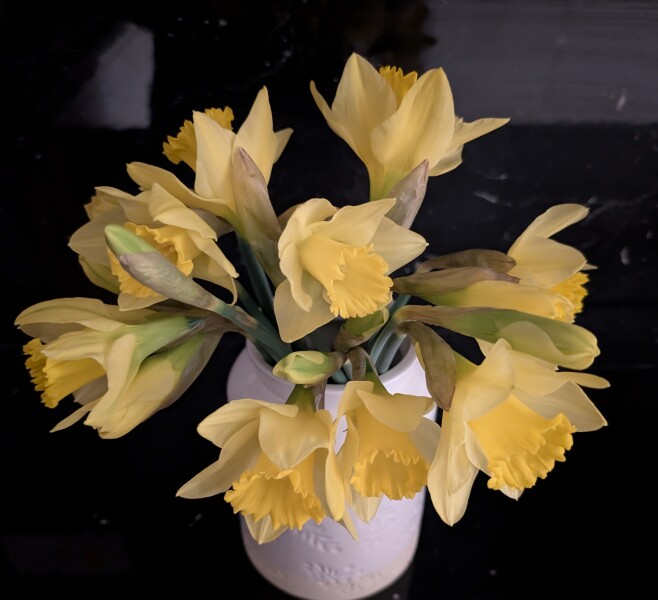 Are daffodils out yet?