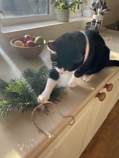 Are your cats training for any careers?