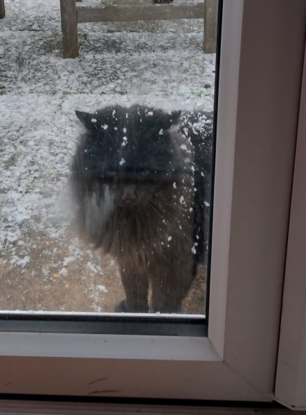 Do you let your cats out in the snow?