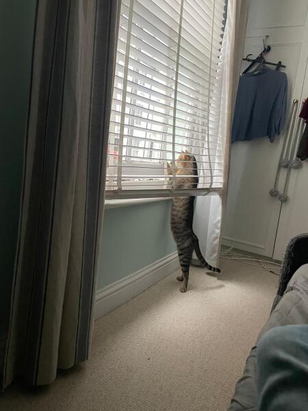 Are your cats training for any careers?
