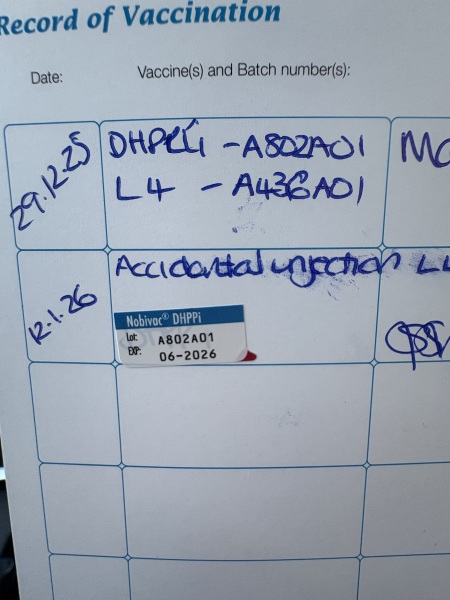 Puppy Survival Thread Autumn 2025 - all welcome!