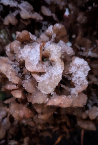 The Nigel Slater Christmas Chronicles Readalong 2025/6 Part 4