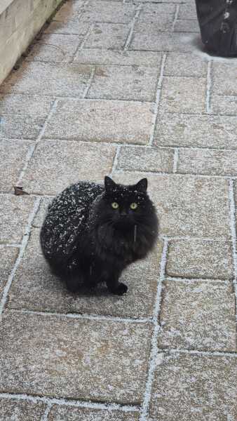 Are your cats training for any careers?