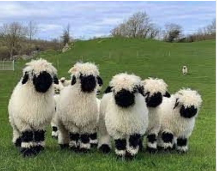 Who are they kidding? It's Oil, Oil, Oil, baby - Trump Thread #152