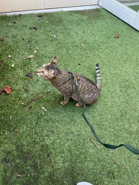 Introducing Marvin the Mau