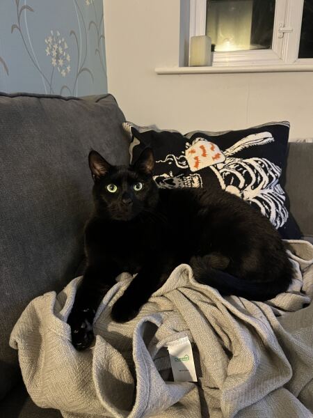 How much does your cat eat a day?