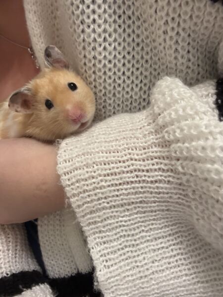 Hamsters