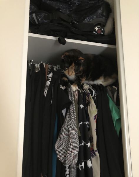 Are your cats training for any careers?