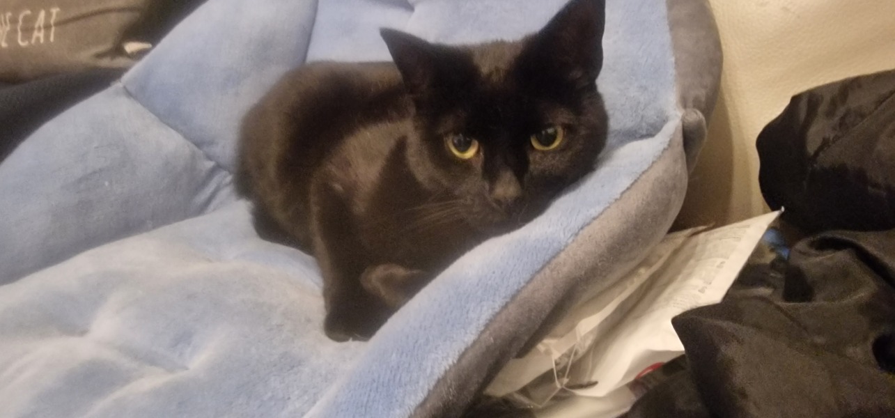 Thread 42 Starmer : Du drikker en kop te, og så tænker du lidt over alting