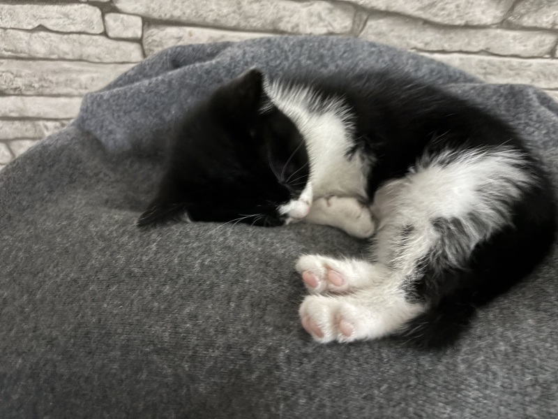 Who wants to wait whilst my kittens are born!