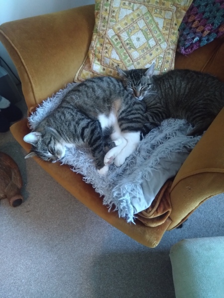 New kitten, resident cat not happy