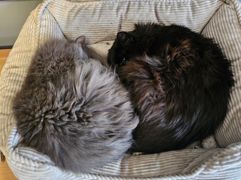 The Excellent Cats welcome the new year by planning an expedition in search of 'She who must not be named'