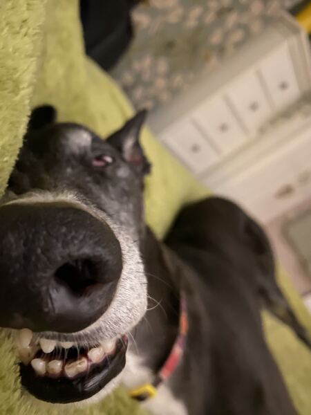 Must greyhounds sleep on sofas?