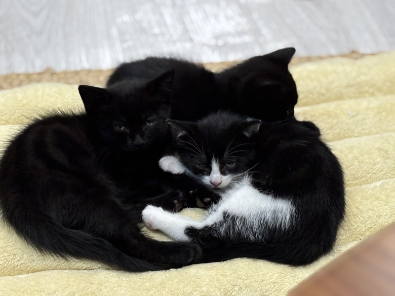 Who wants to wait whilst my kittens are born!