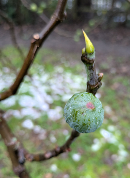 The Nigel Slater Christmas Chronicles Readalong 2025 - Part 3