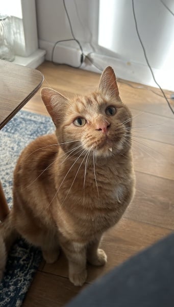 Trackers for cats?