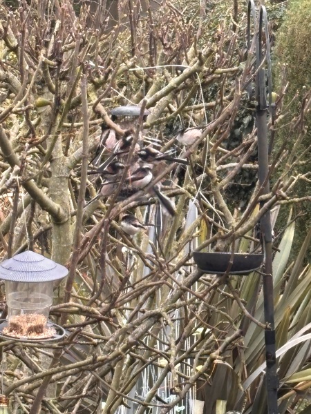 RSPB Big Garden Birdwatch 2026