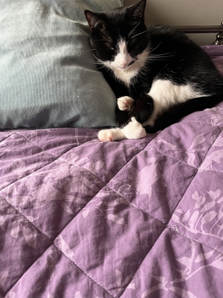 Where does you cat sleep at night?
