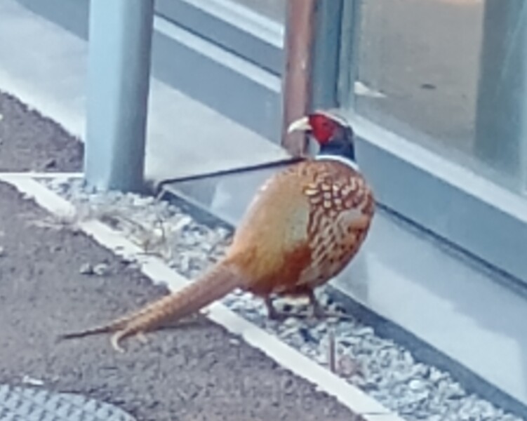 The Bluestocking Women’s Pub: definitely full of ludicrous halfwits who refuse to get a grip (with unionised gerbils)