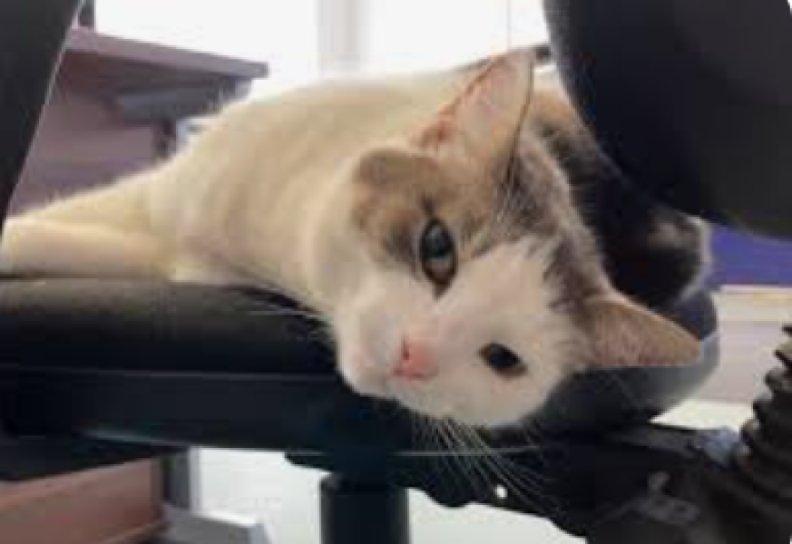 Where does you cat sleep at night?