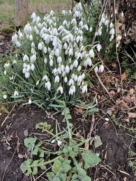 Spring has sprung. Bulb watch