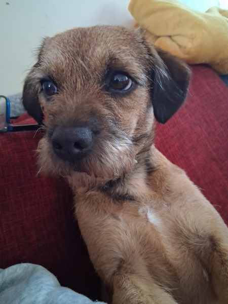 Experienced dog owner, currently dogless, which breed?