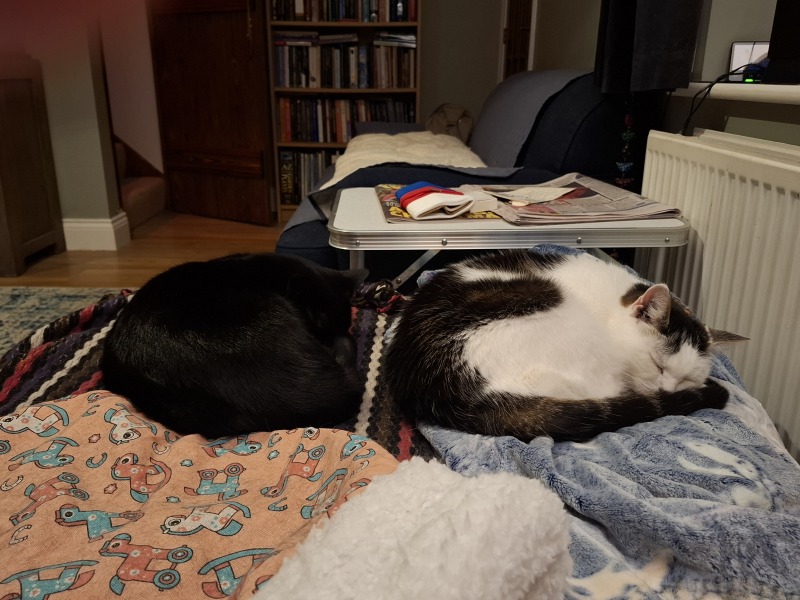 My cat watches TV!