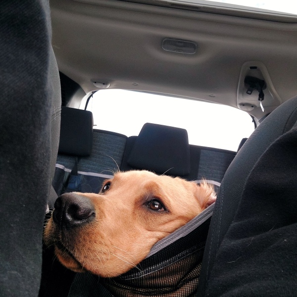 Crate or carrier for car - any recommendations?