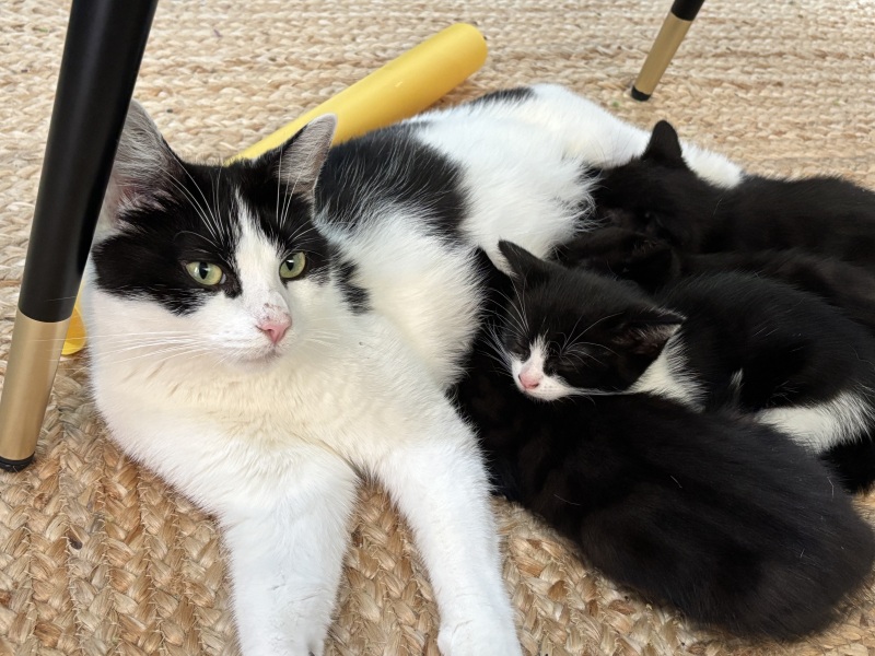 Who wants to wait whilst my kittens are born!