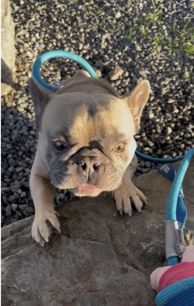 Thread 40 Starmer: Prettig Kerstfeest, Nollaig Shona, Hyvää Joulua, Nadolig Llawen ,圣诞快乐, God Jul, Feliz Navidad, Bouan Noué, Nollaig Chridheil.