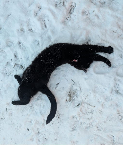 Do you let your cats out in the snow?