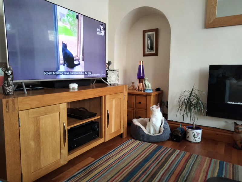My cat watches TV!