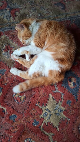 high sided litter trays