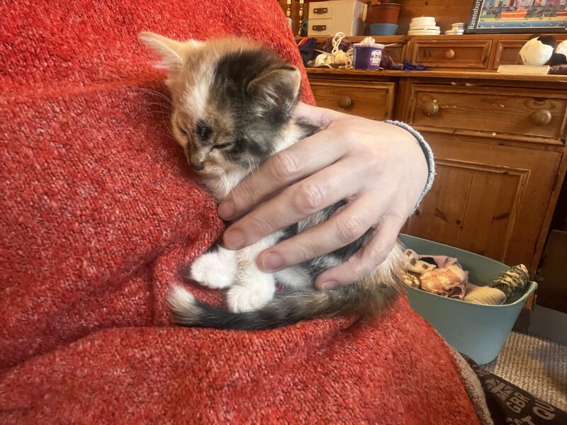 New tiny kitten