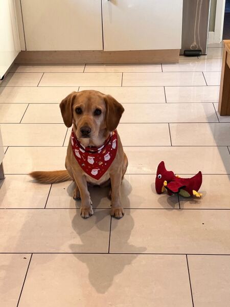 Springador advice please