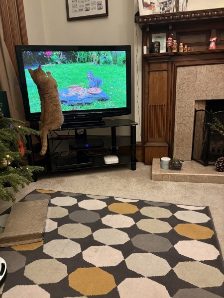 Cold weather = bored cat