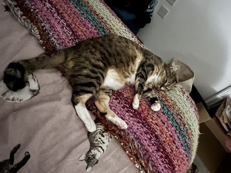Where does you cat sleep at night?