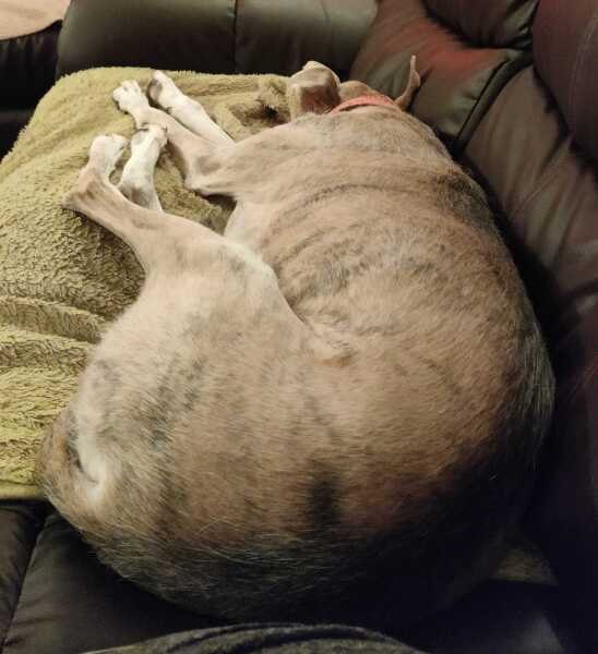 Must greyhounds sleep on sofas?