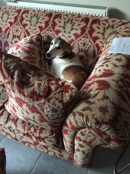 Must greyhounds sleep on sofas?