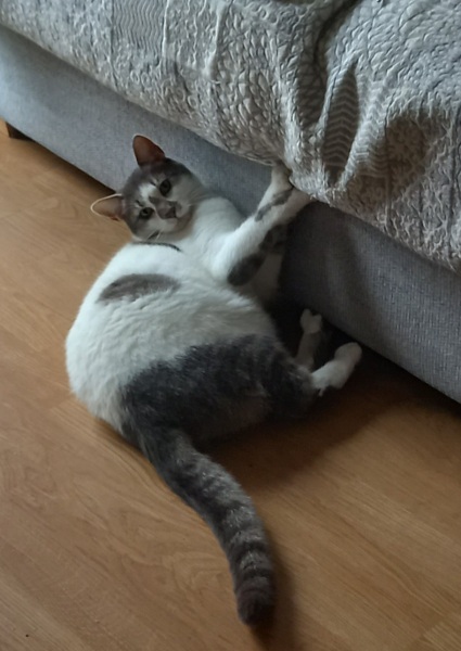 Kitten clawing sofa etc for attention
