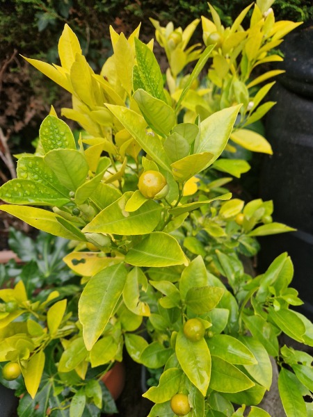 Anyone else planting a jungle/tropical garden?