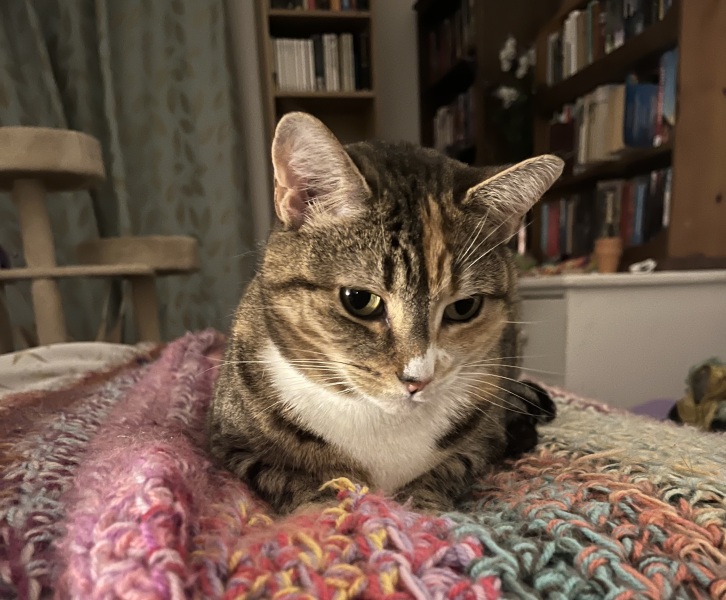 The Excellent Cats welcome the new year by planning an expedition in search of 'She who must not be named'