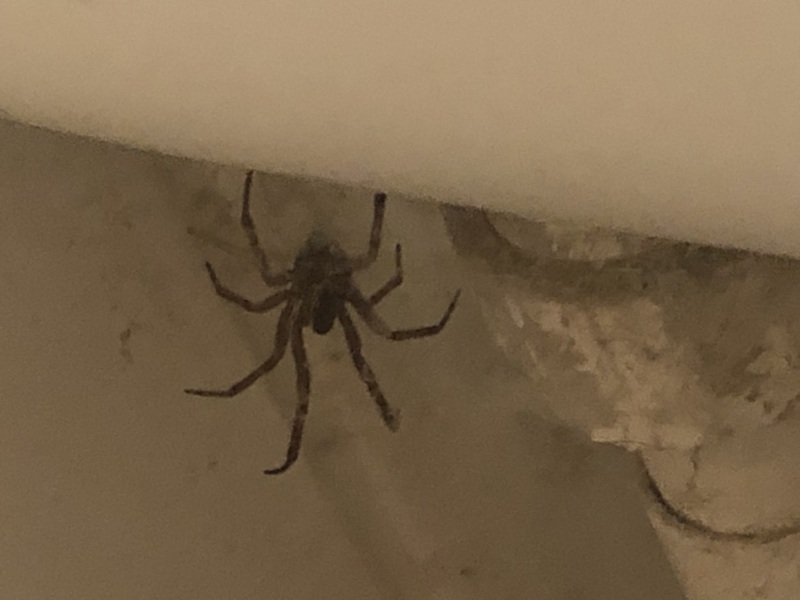 Giant House Spiders….