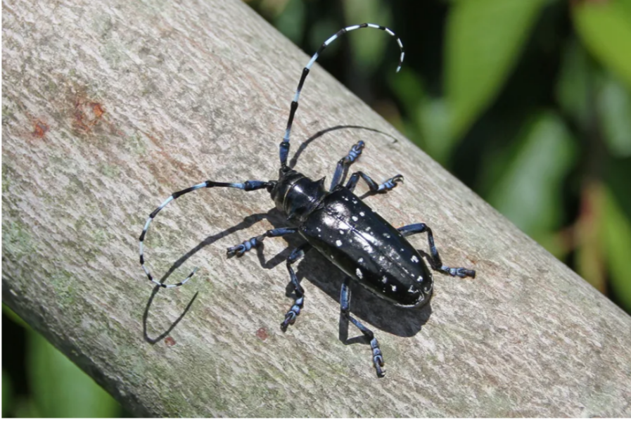 The Bluestocking Boxing Day sale: 1 gerbil for the price of 2