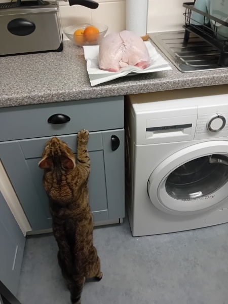 Are your cats training for any careers?