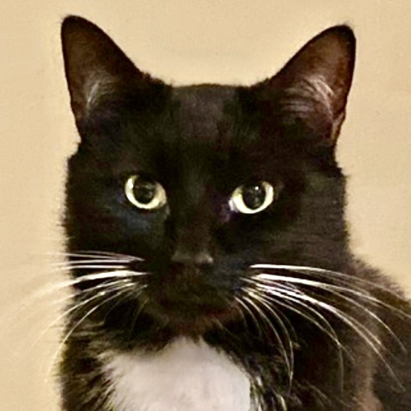 Are your cats training for any careers?