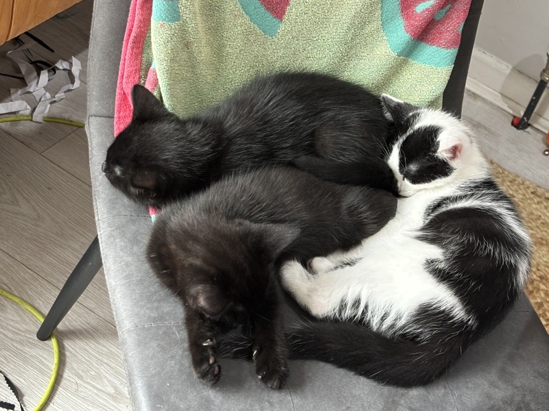 Who wants to wait whilst my kittens are born!