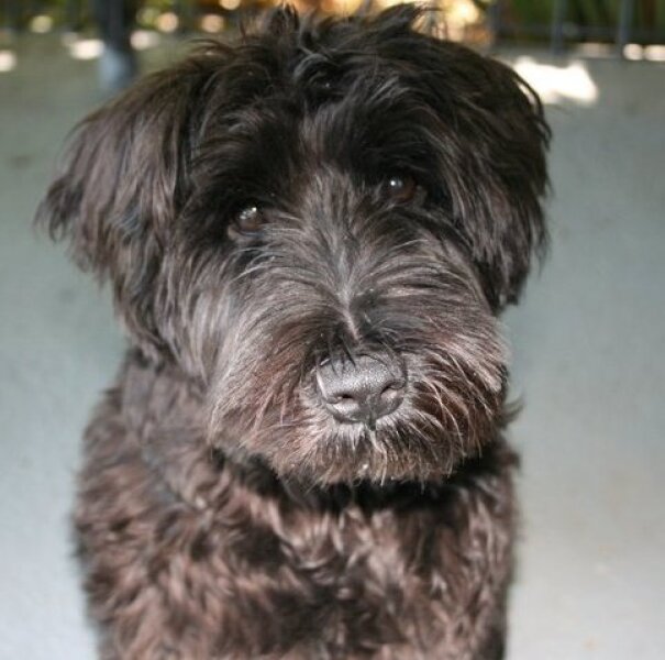 Experienced dog owner, currently dogless, which breed?