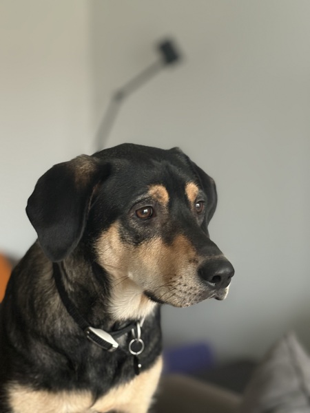 How has your dog embarrassed you in 2025?